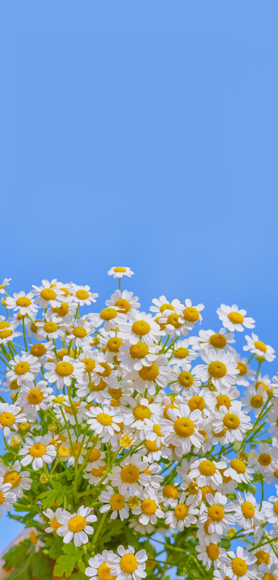 小花花送給你