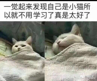 小猫 gif 表情包