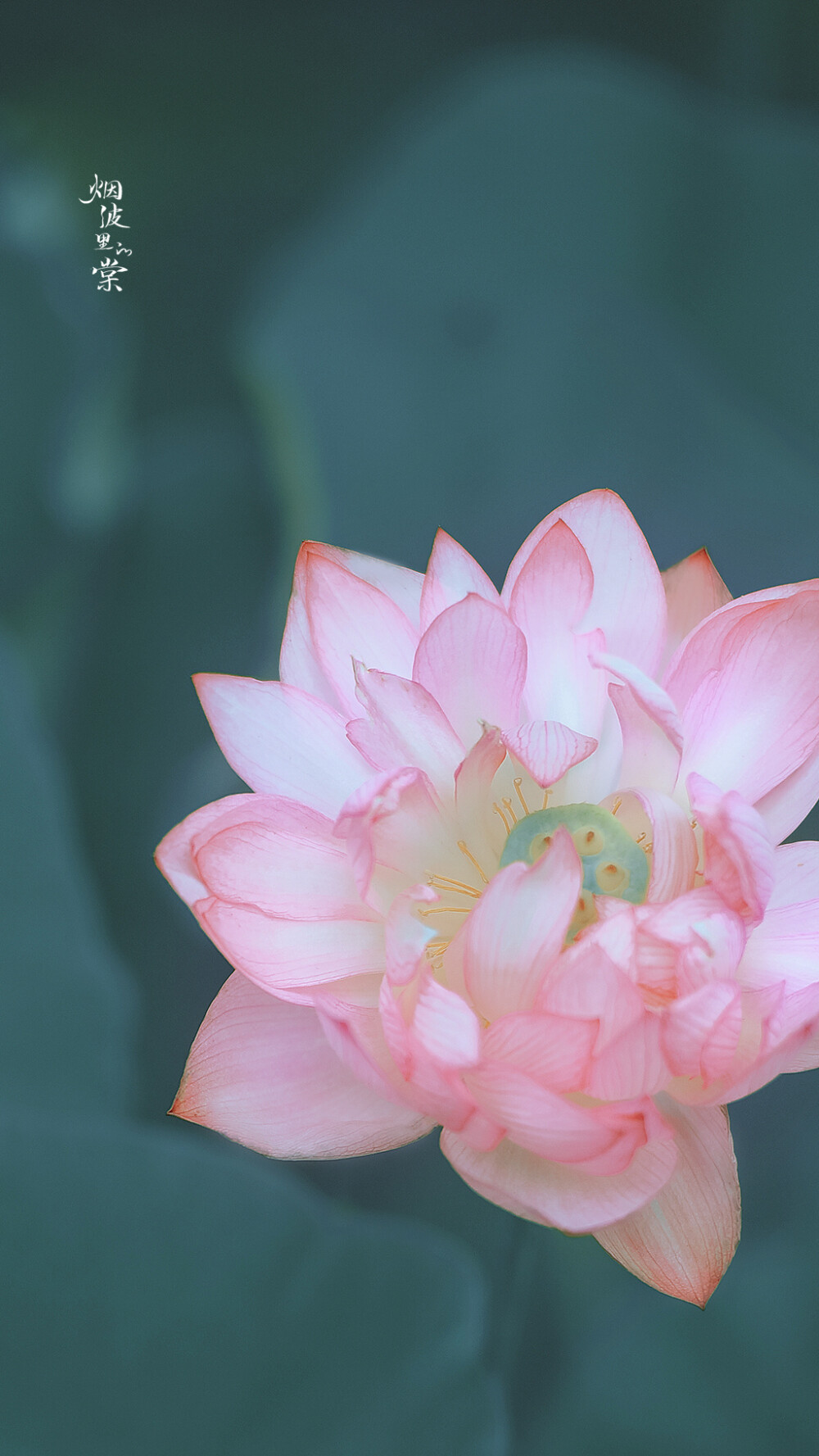 花店的玫瑰是月季花 碎冰蓝玫瑰是白月季喷了漆 玫瑰是假的 你的爱也是