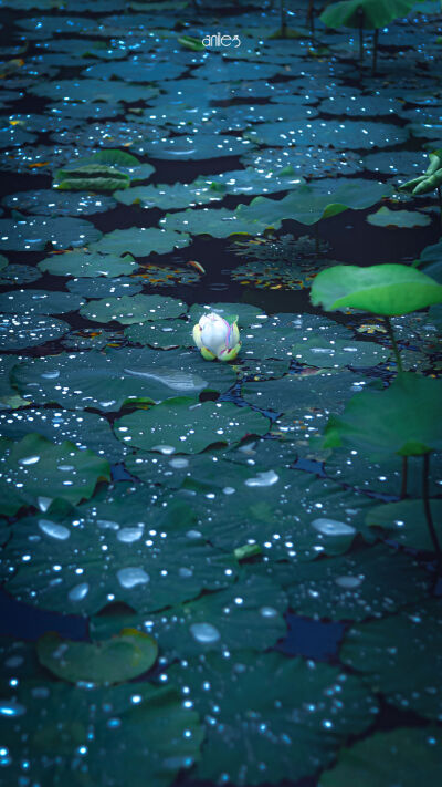 手持伞听雨落