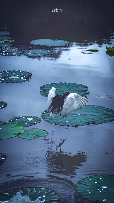 手持伞听雨落