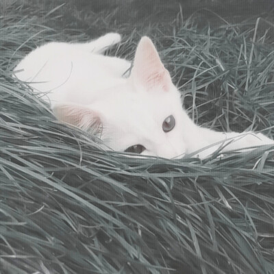 "那只喜欢在你tui上午睡的猫托我告诉你 他想你了"—— 《她来自斯莱特林》