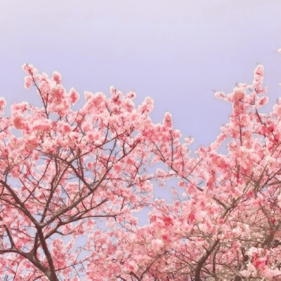 裴珠泫 * 很抱歉，未经允许就喜欢上了你（Cherry Blossom）
