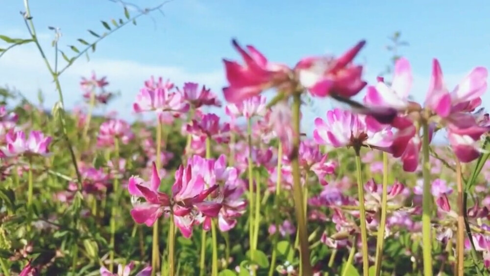 新疆无限风光