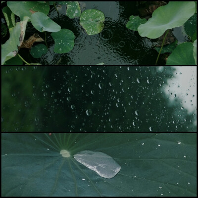 仿佛回到了小时候的夏天
晴日，雨后，蝉鸣，星夜
和无忧无虑的童年 ​
摄影@璃北