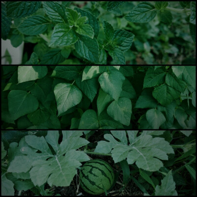 仿佛回到了小时候的夏天
晴日，雨后，蝉鸣，星夜
和无忧无虑的童年 ​
摄影@璃北