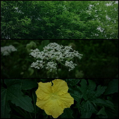 仿佛回到了小时候的夏天
晴日，雨后，蝉鸣，星夜
和无忧无虑的童年 ​
摄影@璃北