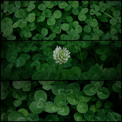 仿佛回到了小时候的夏天
晴日，雨后，蝉鸣，星夜
和无忧无虑的童年 ​
摄影@璃北