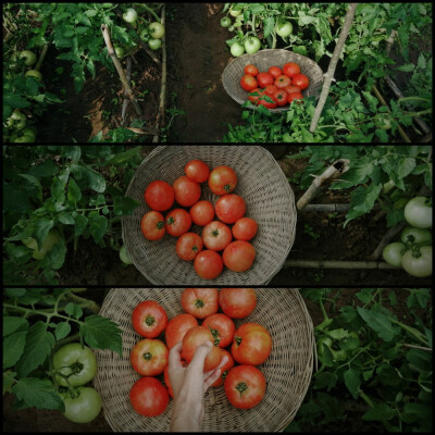 仿佛回到了小时候的夏天
晴日，雨后，蝉鸣，星夜
和无忧无虑的童年 ​
摄影@璃北