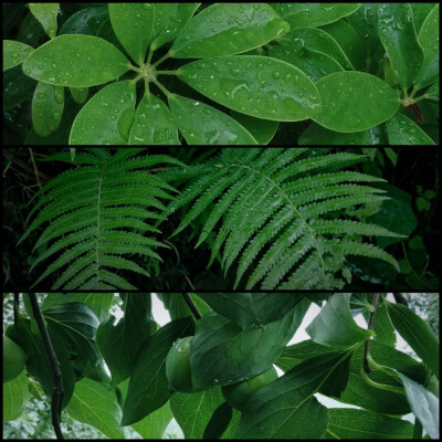 仿佛回到了小时候的夏天
晴日，雨后，蝉鸣，星夜
和无忧无虑的童年 ​
摄影@璃北