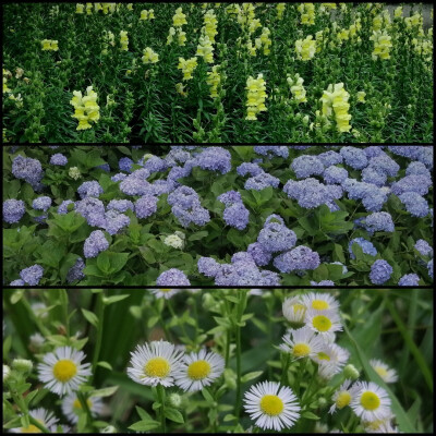 仿佛回到了小时候的夏天
晴日，雨后，蝉鸣，星夜
和无忧无虑的童年 ​
摄影@璃北