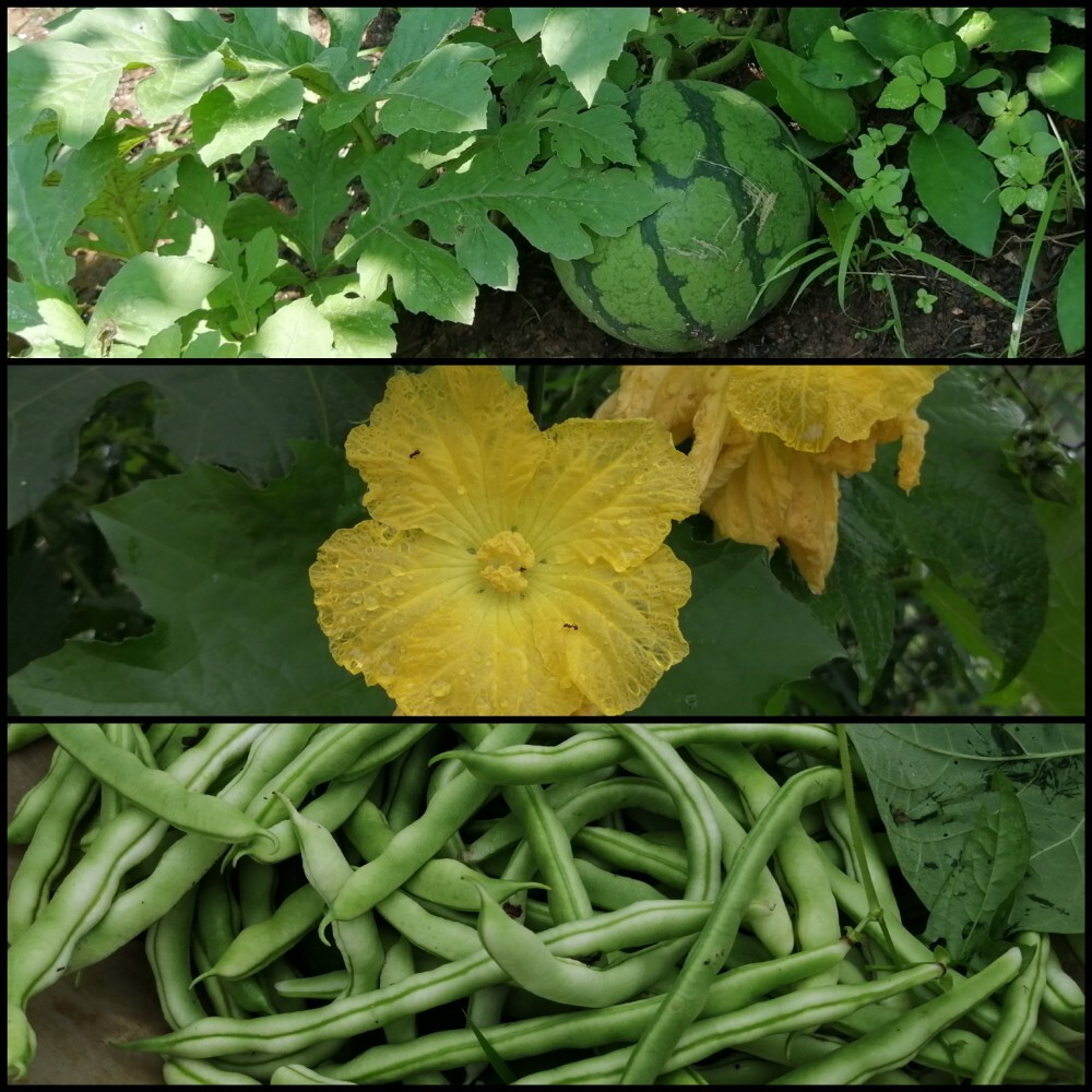 仿佛回到了小时候的夏天
晴日，雨后，蝉鸣，星夜
和无忧无虑的童年 ​
摄影@璃北