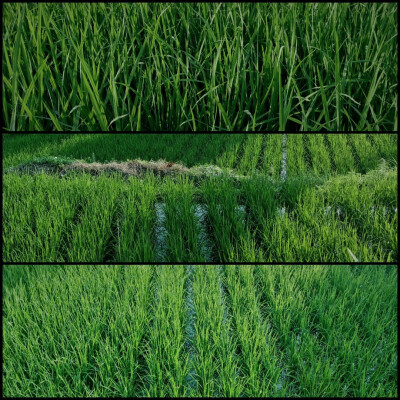 仿佛回到了小时候的夏天
晴日，雨后，蝉鸣，星夜
和无忧无虑的童年 ​
摄影@璃北