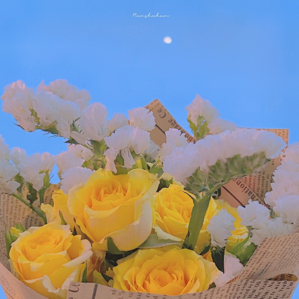 玫瑰鲜花图片背景壁纸