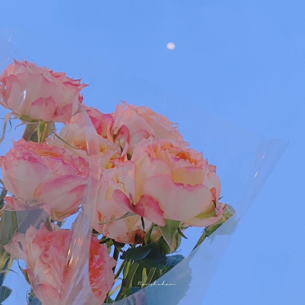 玫瑰鲜花图片背景壁纸