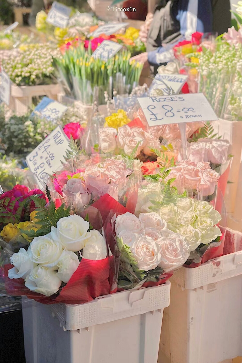 玫瑰鲜花图片背景壁纸