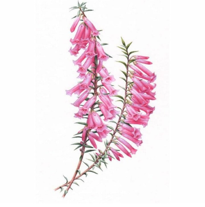 水彩花卉--by'HeidiWillis ​​​ ​​​​