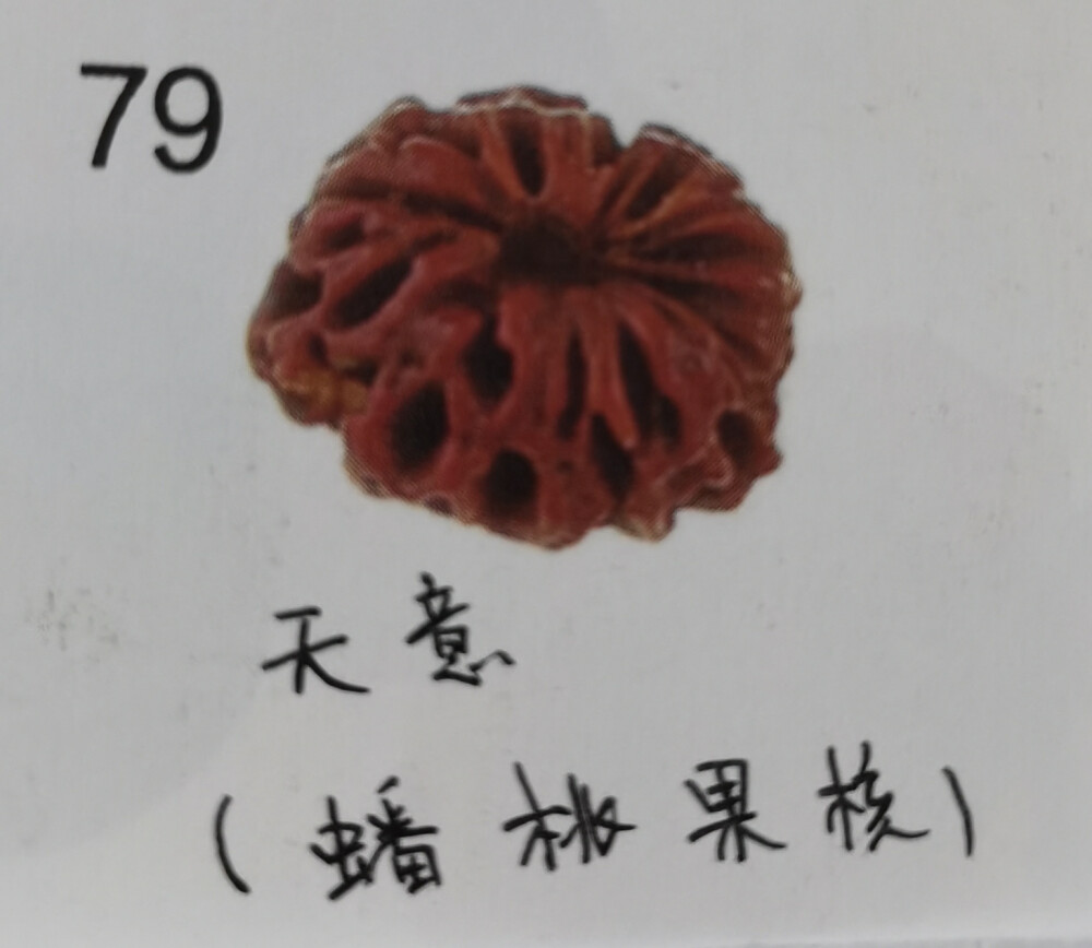 79、 天意(蟠桃果核)菩提:天意菩提是一种奇特而坚硬的果实。扁圆形状，隆起瓣瓣的曲脊，看似蟠桃，又像细小的番瓜。佛经里有天意树，此树随天意而转，悉遂所求。天意子便有其特殊的含义，用此珠修炼，顺遂天意;随意佩戴，可增福慧。有红、黄、紫红等几种颜色。