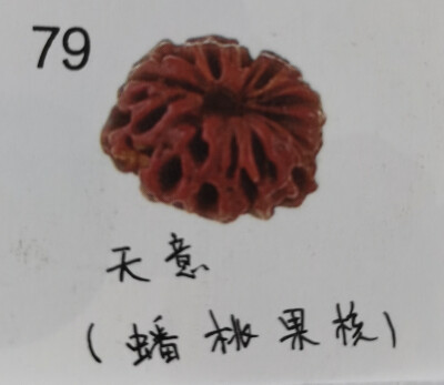 79、 天意(蟠桃果核)菩提:天意菩提是一种奇特而坚硬的果实。扁圆形状，隆起瓣瓣的曲脊，看似蟠桃，又像细小的番瓜。佛经里有天意树，此树随天意而转，悉遂所求。天意子便有其特殊的含义，用此珠修炼，顺遂天意;随意…