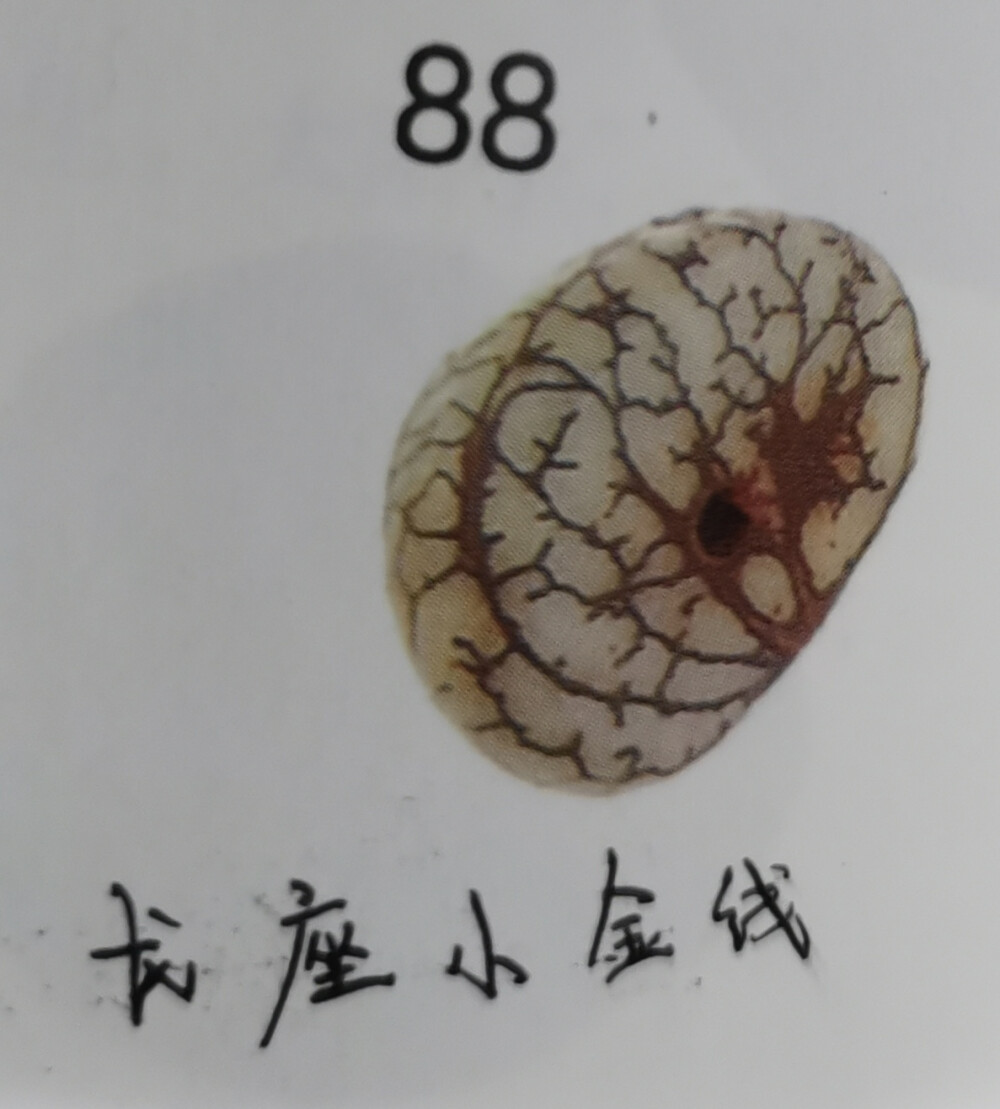 88.龙座小金线菩提:是龙座菩提中的一种，小金线花纹。