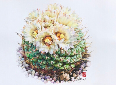 多肉仙人掌科菊水属：菊水 ​​​by@i秋月朗朗 ​​​​