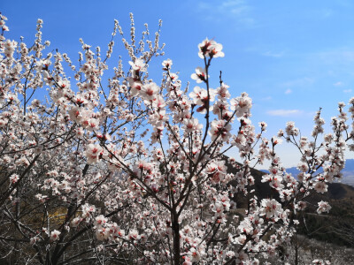 大同龙泉寺2021.4.3