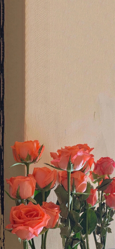 一些嫩嫩的花 鹅黄色玫瑰 小雏菊 