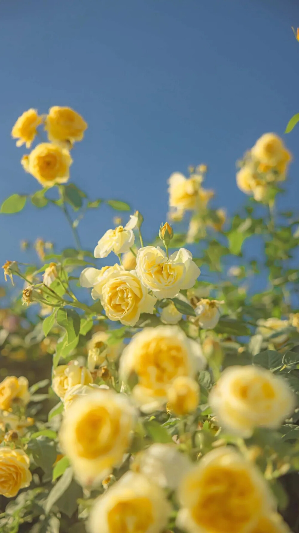 一些嫩嫩的花 鵝黃色玫瑰 小雛菊 