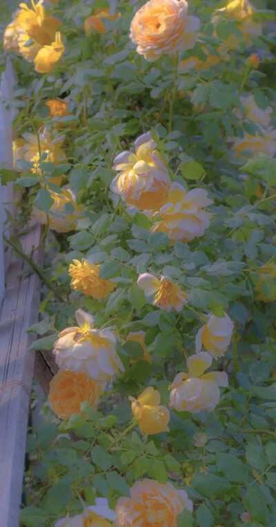 一些嫩嫩的花 鹅黄色玫瑰 小雏菊 