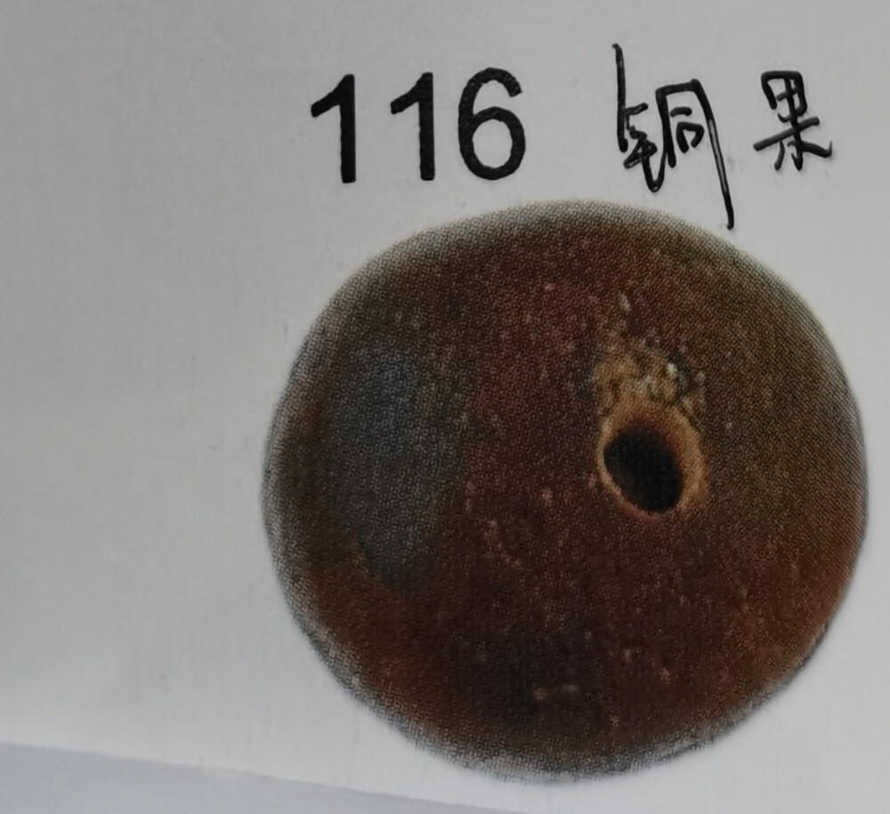 116.铜果菩提:外皮为紫铜色，表面没有花纹。