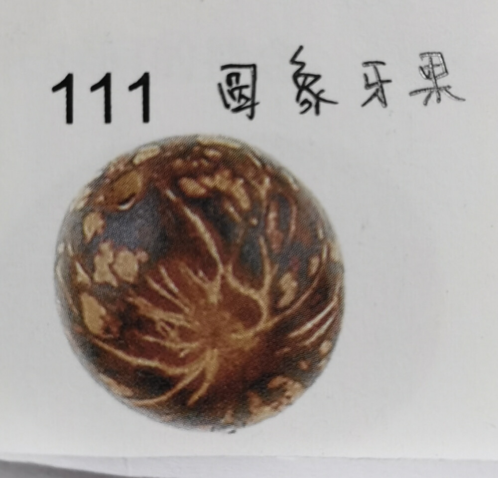 111.圆象牙果菩提:这是一种小型的圆形象牙果，形状很规整。