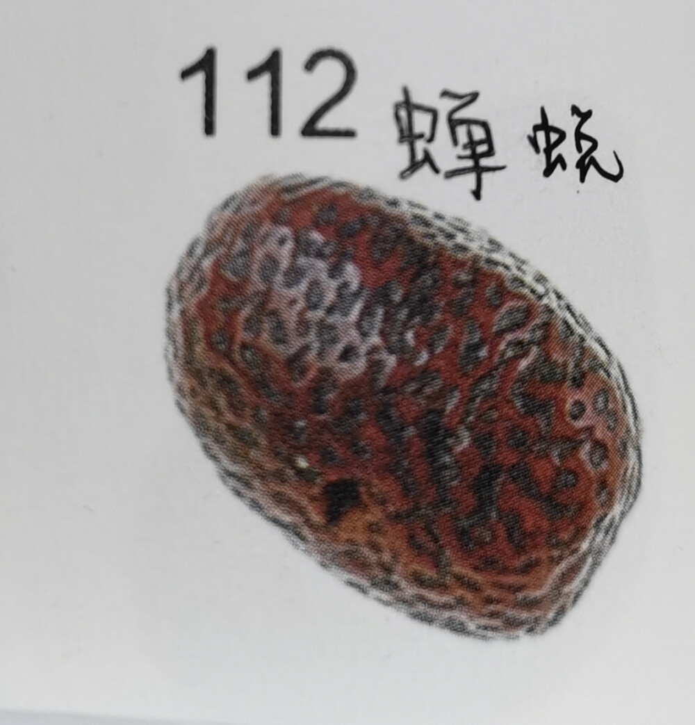 112.蝉蜕菩提:形状很像蝉褪下来的壳。