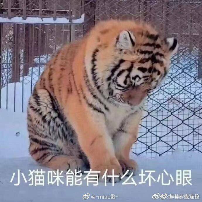 猫咪 表情包