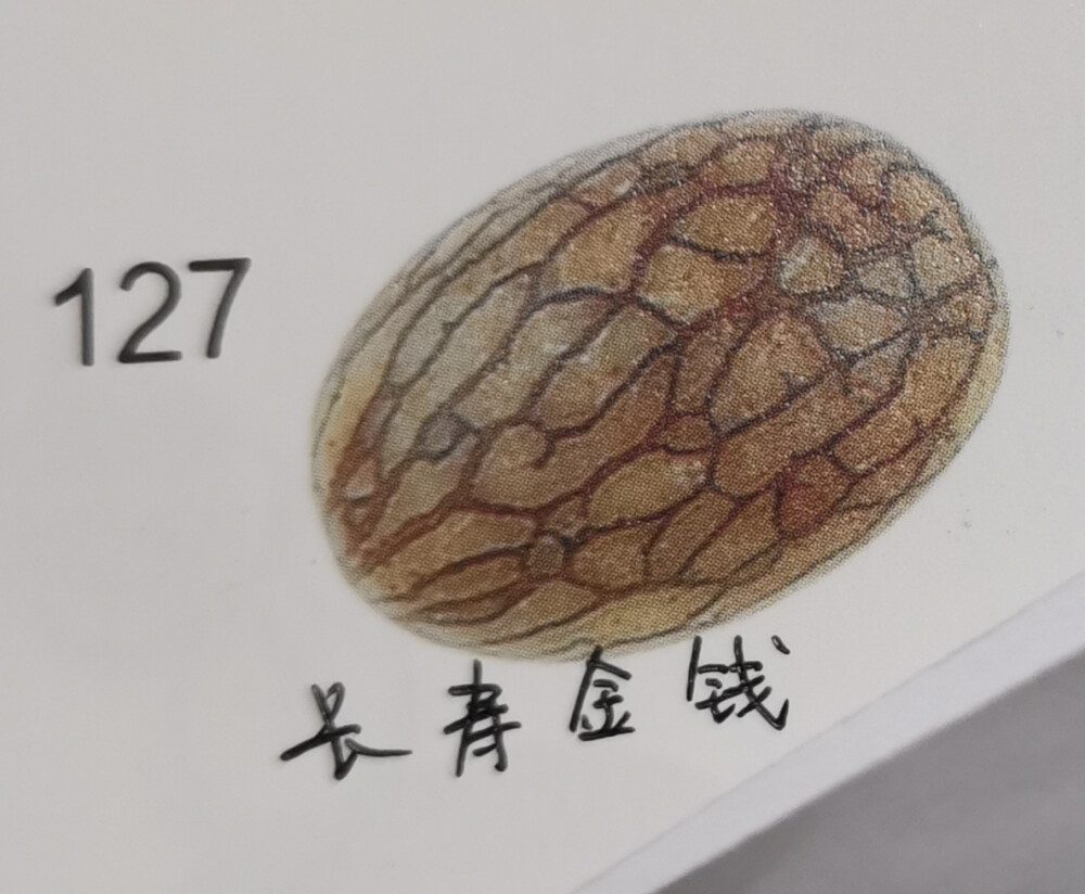 127.长寿金线菩提:菩提形状瘦长，表面线纹交错，寓意因缘交错，财源广进。