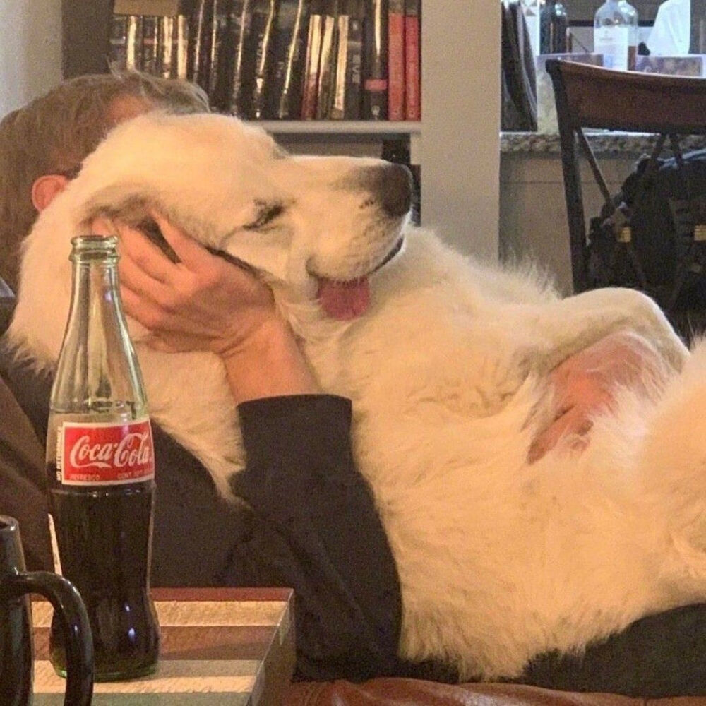 奇奇怪怪可可爱爱小动物and玩偶头像系列