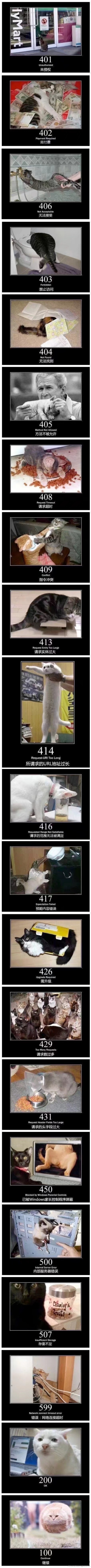 全是猫