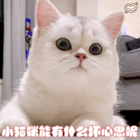 猫咪表情包☆自制