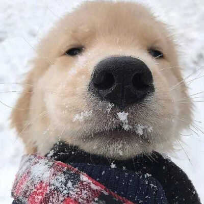 小金毛头像
还有中华田园犬小可爱
侵权删