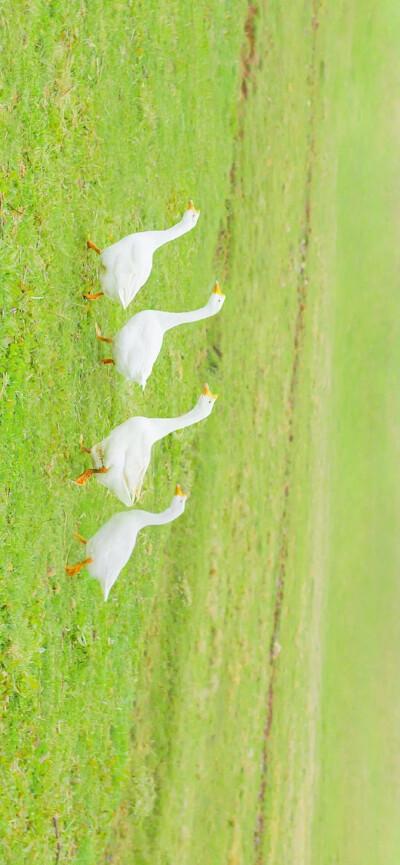 花花草草