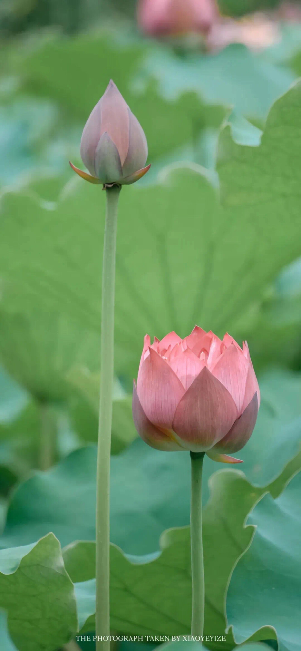 花花草草