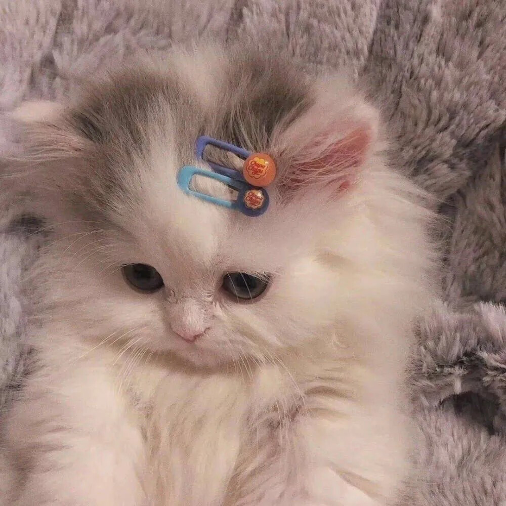 猫猫