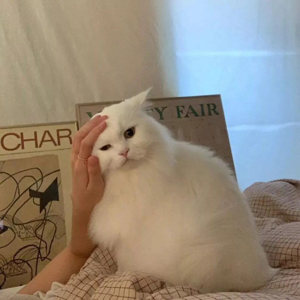 猫猫