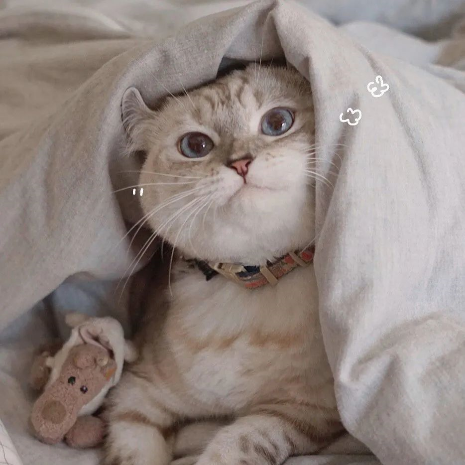 猫猫