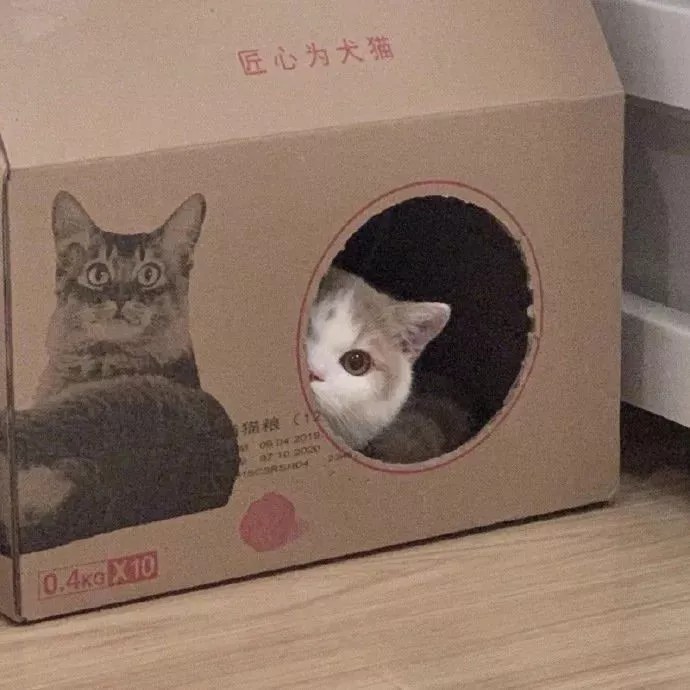 猫猫