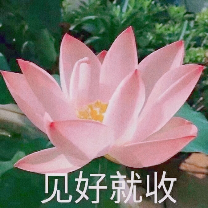 我要靠着它们，打入中老年人俱乐部！
荷花/莲花头像