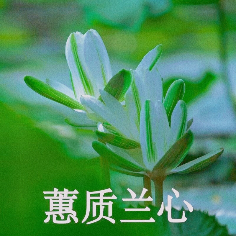 花卉头像/打入中老年人俱乐部
