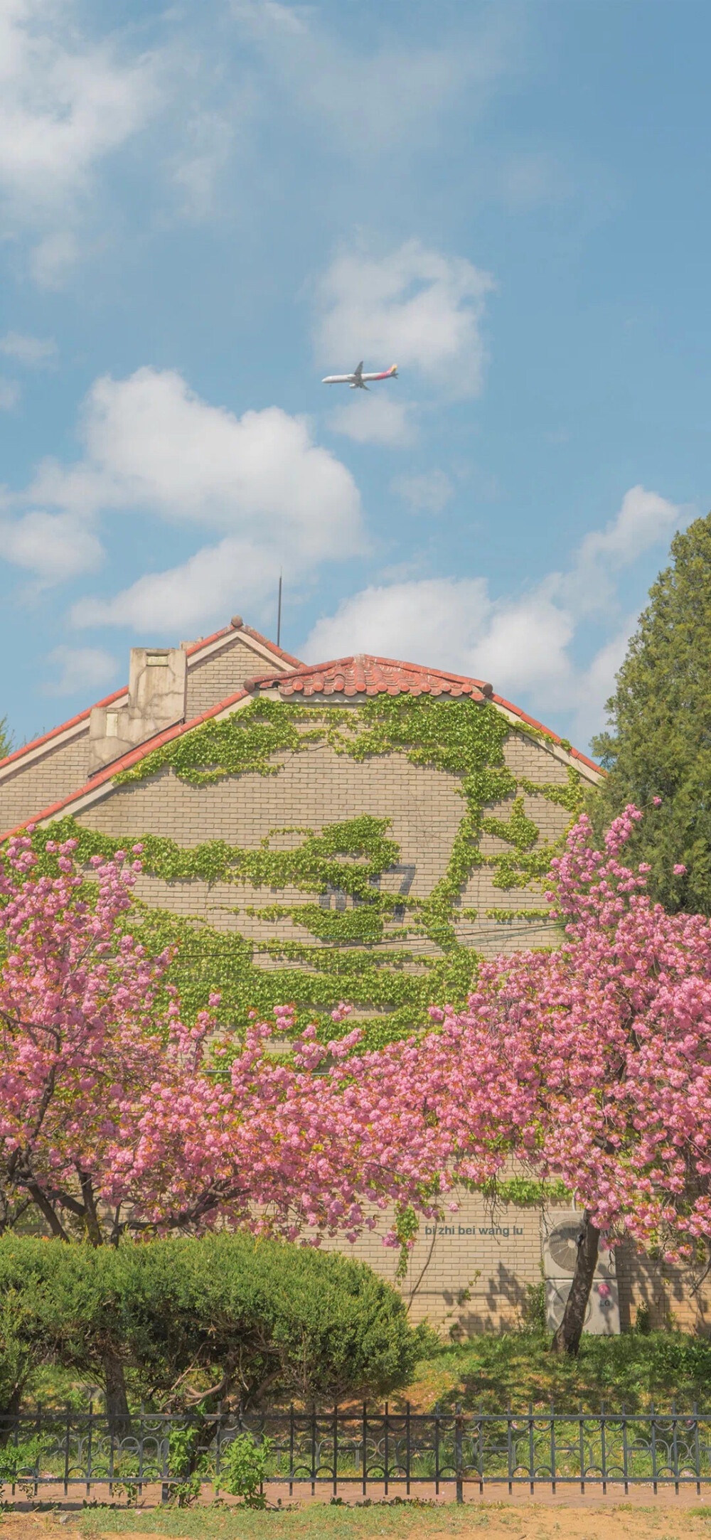 春日 花 壁纸