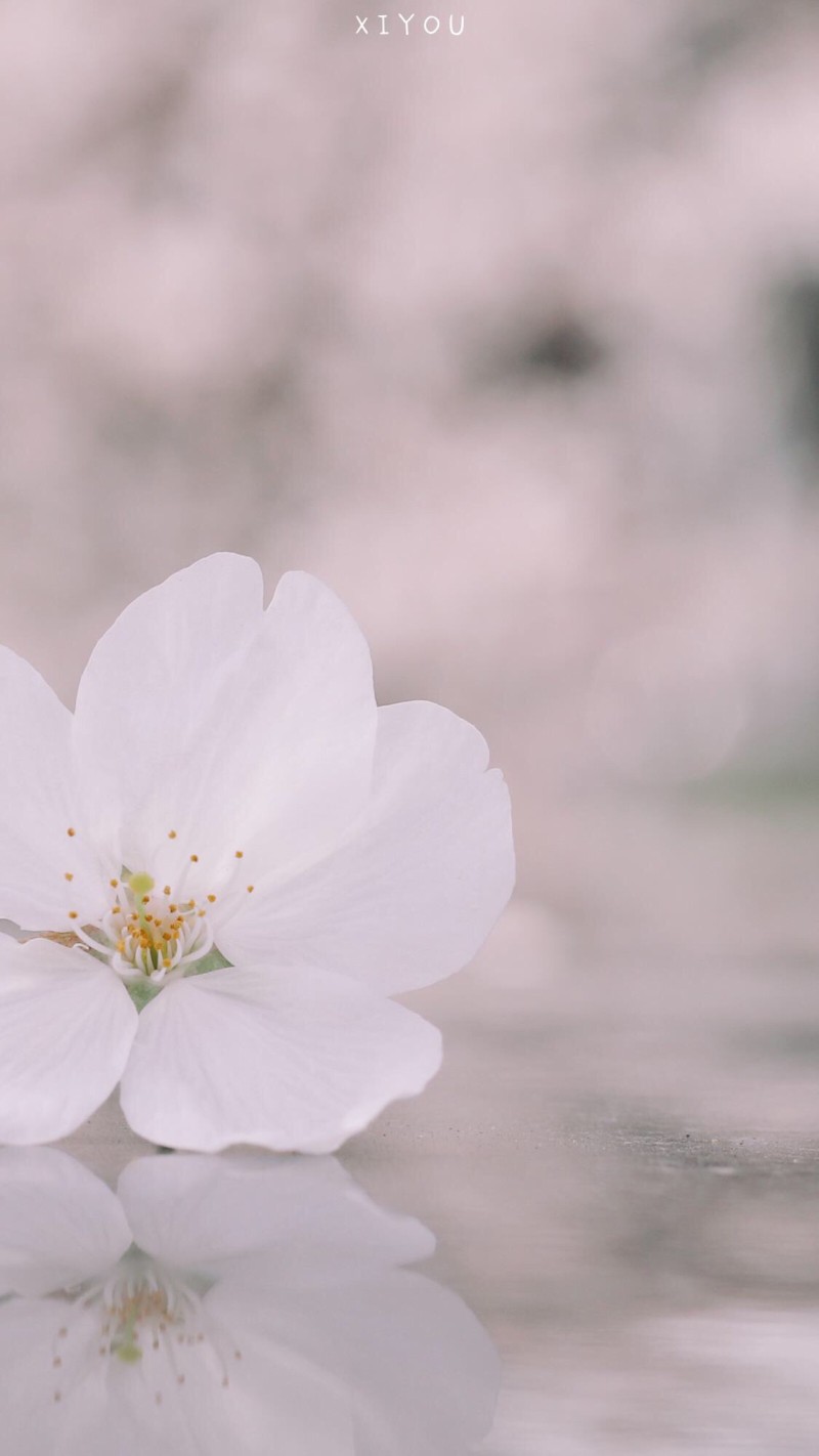 花 壁纸