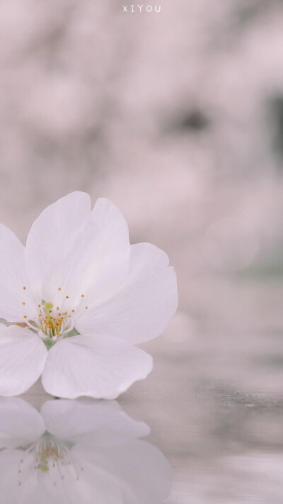 花 壁纸