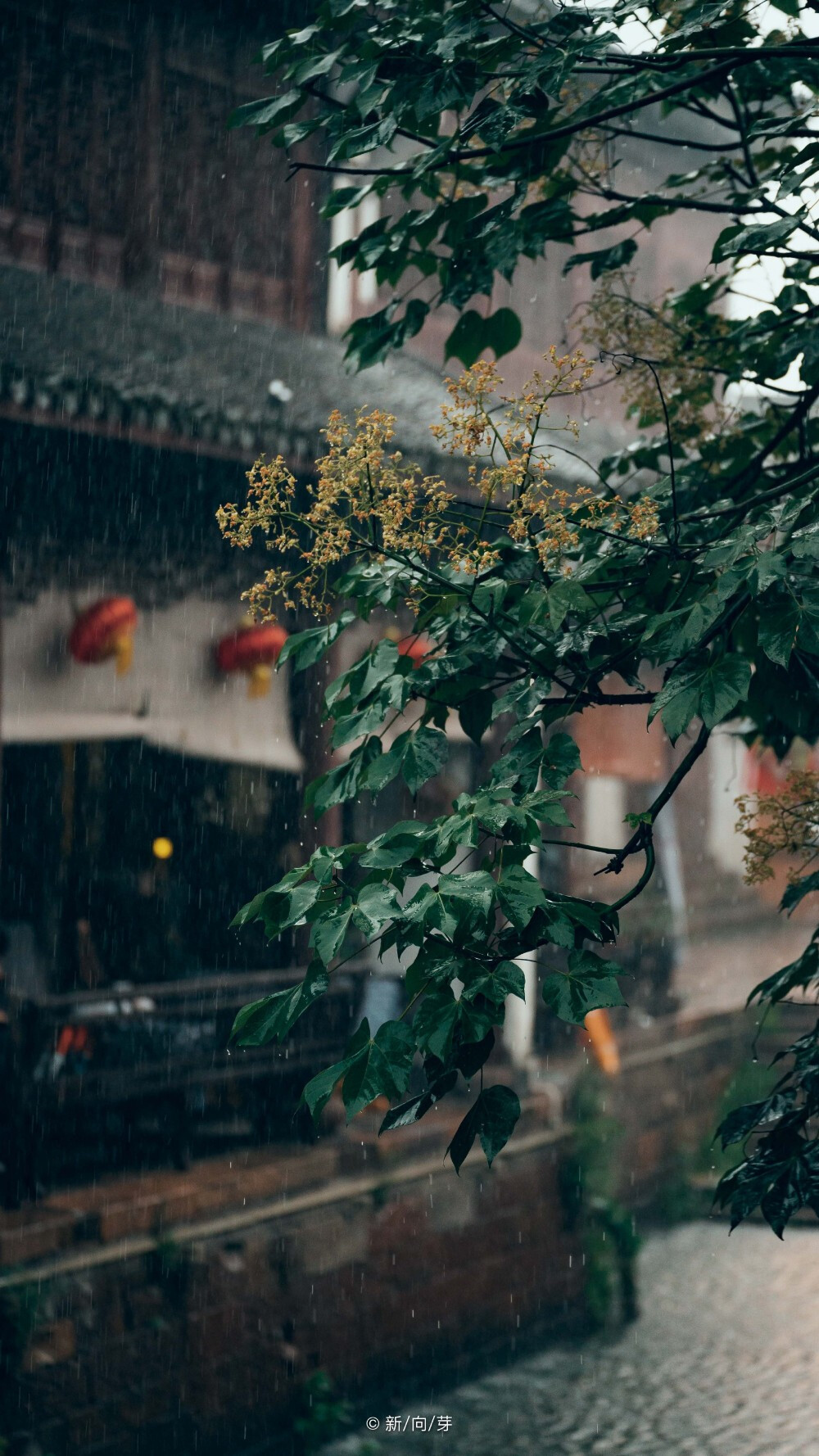 街巷 天街小雨润如酥
壁纸
